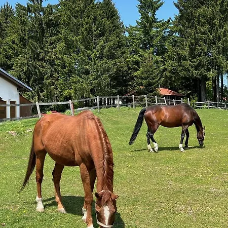 Bavarian Escape Mit Pool Apartmán Sankt Englmar